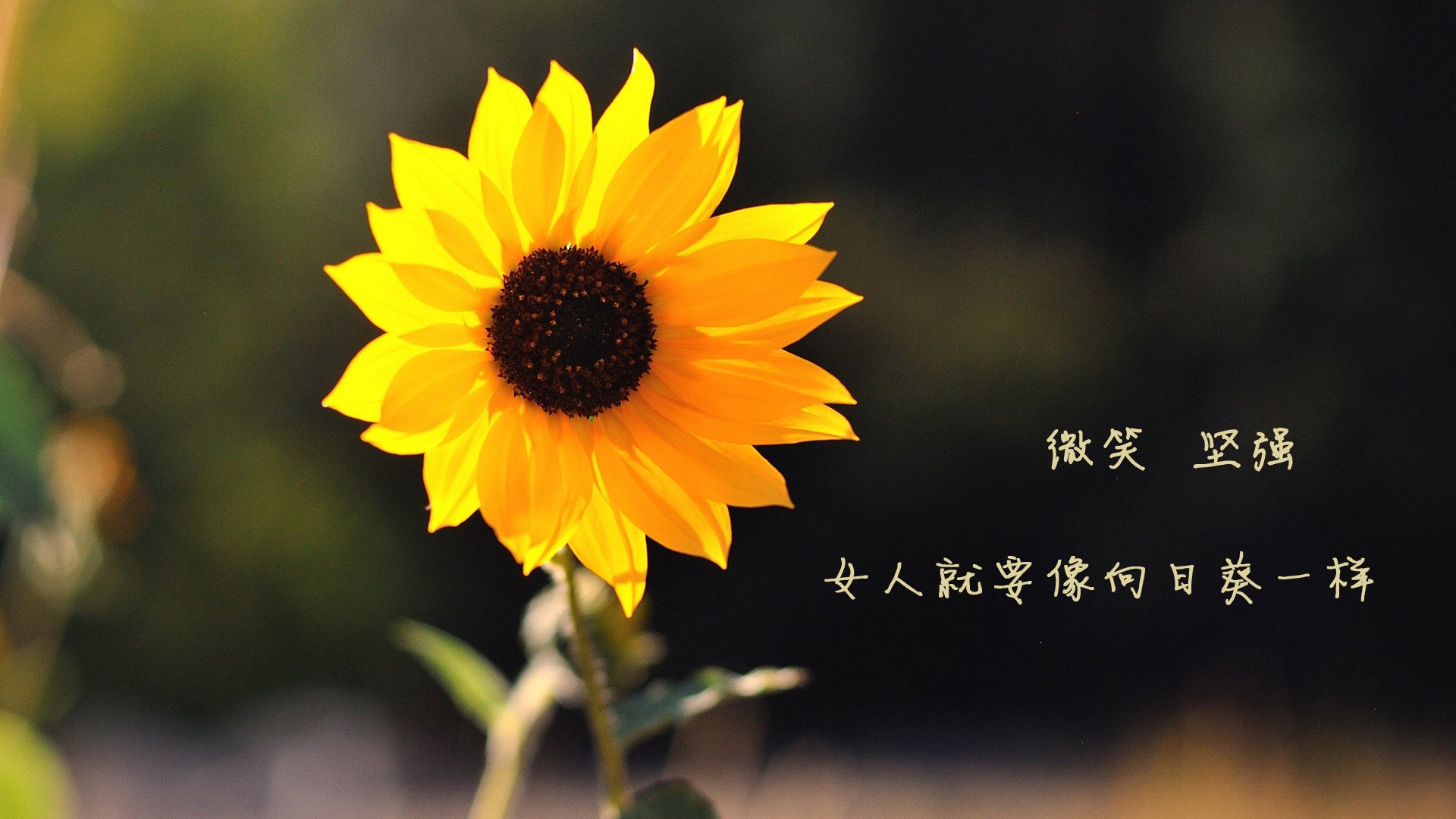 kaiyun中国官方网站-拜仁3-2多特，莱万梅开二度助力，拜仁5-1狂胜 莱万梅开二度  第1张