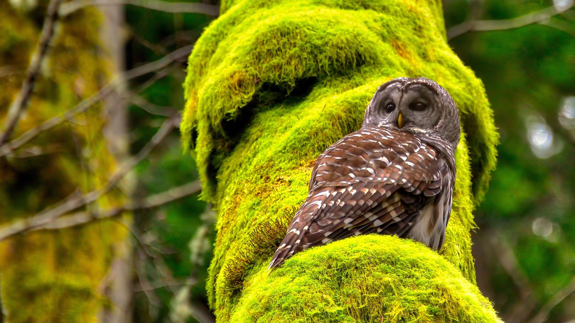 开云体育登入-史上最“爆炸”逆转，谁能打破纪录？，地球史上最强爆炸  第2张